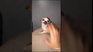 Funny Dog 42 #shorts