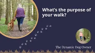 What's the purpose of your dog walk?