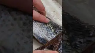 Cleaning fish Tilapia