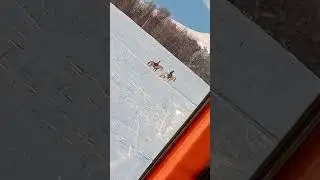 #лошадки