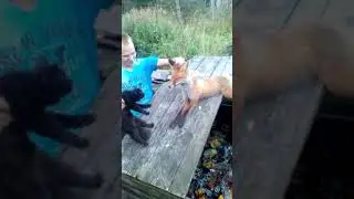 Лиса и кошка.  Кубово