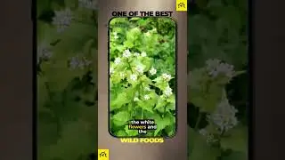 Discover Garlic Mustard, a Tasty and Healthy Wild Green @AlfieAesthetics