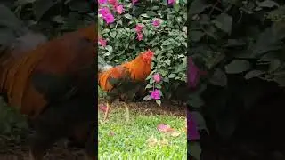 Ayam:Habislah aku kena goreng dengan kfc