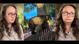 встретилась с медведем за столиком в кафе. не виноватая я...он сам пришел