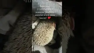 АФРИКАНСКИЙ ЁЖИК)