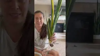 My snake plant needs a change of pot 