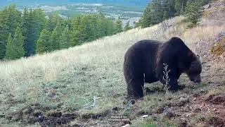 Grizzly Foraging & Other Wildlife