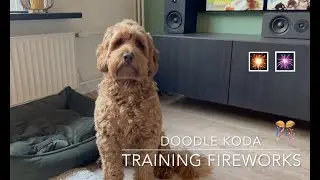 Dog training - Fireworks
