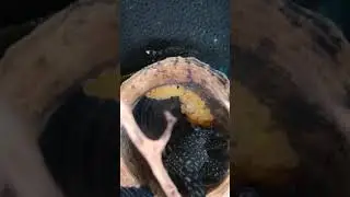 Анцик с икрой