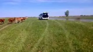 Алабай Глаша и стадо боевых коров
