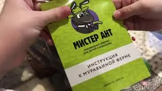 Приехали муравьишки/муравьиная ферма