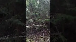 #лес #природа #красота