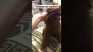 Поймал на ошибке