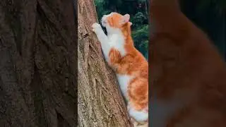Who Did It Better CATS vs DOGS 🤣 | Wholesome Animals
