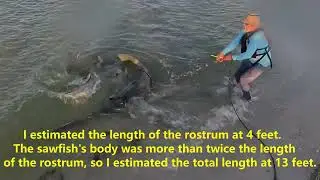 Grant's Sawfish