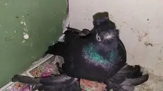 Голуби спят