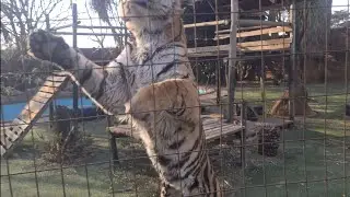 Boys are hungry tigers!