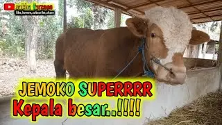 JEMOKO SUPERRRR