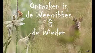 De Wieden en de Weerribben