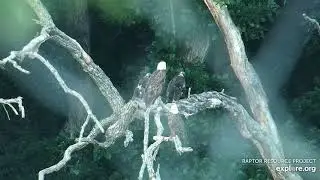 Decorah North  🦅🦅❤️  The North's Family 🦅🦅❤️  (explore.org 07 09 2022)