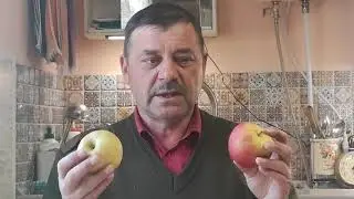 Обзор состояния яблок зимних сортов.