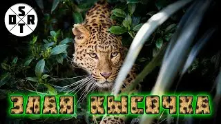 Опасная кысочка (леопард) - Green hell (зеленый ад) #6