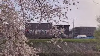 日本一長い！？　新川桜並木で花見三昧。
