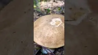 подберёзовик гриб