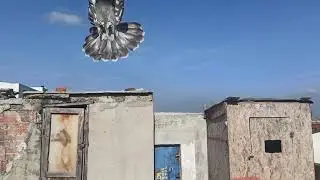 İlk teke kalktı kanatlarını dizdi dewami gelecek