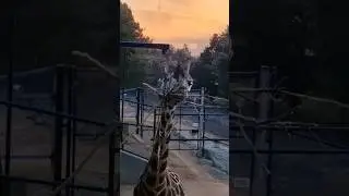 Early morning giraffe hangs #giraffe #jamalawildlife #earlymorning #shorts #canberra