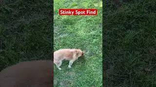 #dog