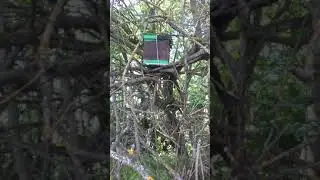 Долгожданный рой