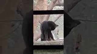 Black Cat Commandos