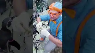 Blippi Learns About Penguins at the Zoo!  