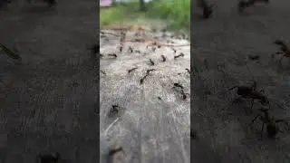Муравьи работают на даче