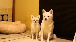 Собака хочет секса! Dog wants to have sex!