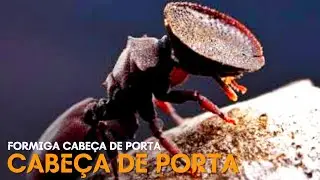 Formiga cabeça de porta | Curiosidades
