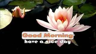 gorgeous flowers blossoms good morning have a nice day wishes whatsapp mms video clip