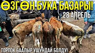БУКА ЭРКЕК ТОРПОК БААЛАРЫ КАНДАЙ БОЛДУ 🤯 