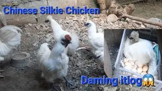 Chicken Farming: Chinese Silkie Chicken. Gaano kalakas mangitlog? History #backyard #silkiechicken
