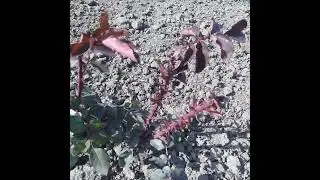 Саджанці на полі. 10 травня 2024р