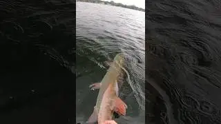 Almost got struck by lightning 😳 #fishing #shorts #musky #fishitwell