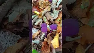 Can you eat an Amethyst Deceiver ? Purple & edible / 
