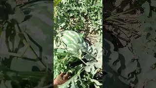 айналарга жунатамиз