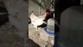 Моя родина курей! My family of chickens! #shortsvideo #shorts #chickens #куры