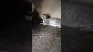Aggressive cat #shorts
