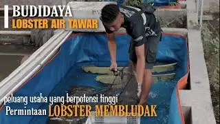 Budidaya Lobster Air Tawar Rainforest Fish Farm Solo