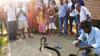 बहुत ही पुराना कोबरा सांप ने घर में  डर का माहौल बना रखा था