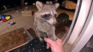 Handling Raccoon Faces