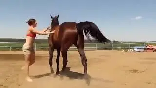 Even The Horse Showed It s Sympathy For The Girl Who Just Couldn t Climb Up